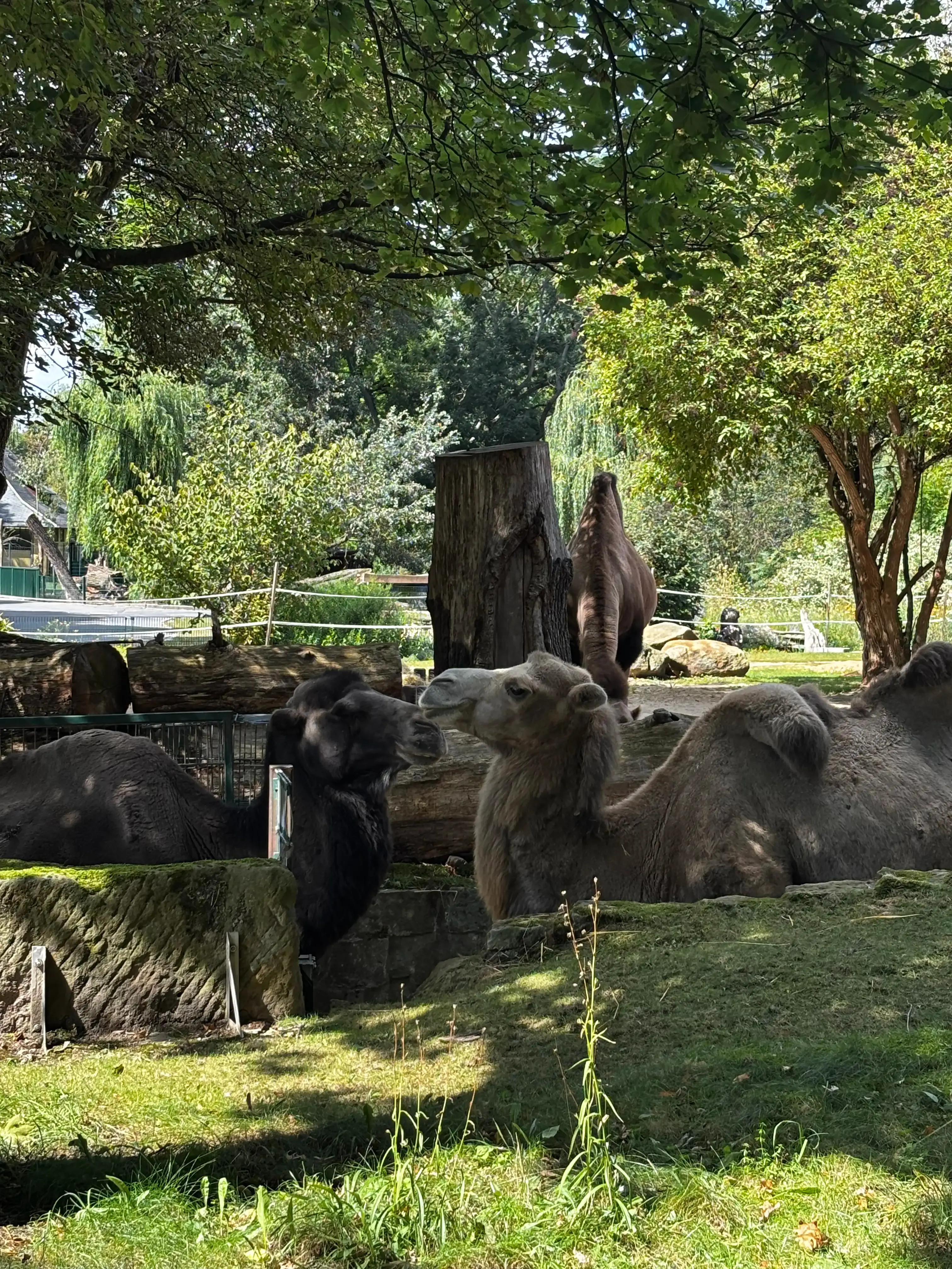 Camels