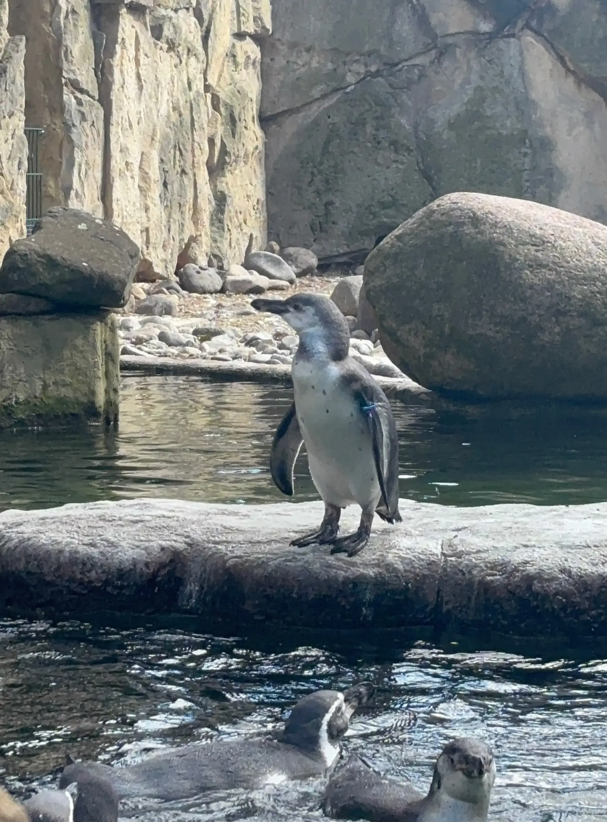 Penguin